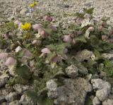 Lamium tomentosum. Цветущее растение. Кабардино-Балкария, северный склон горы Эльбрус, ур. Каменные Грибы, выс. ок. 3200 м н.у.м. 26.07.2011.