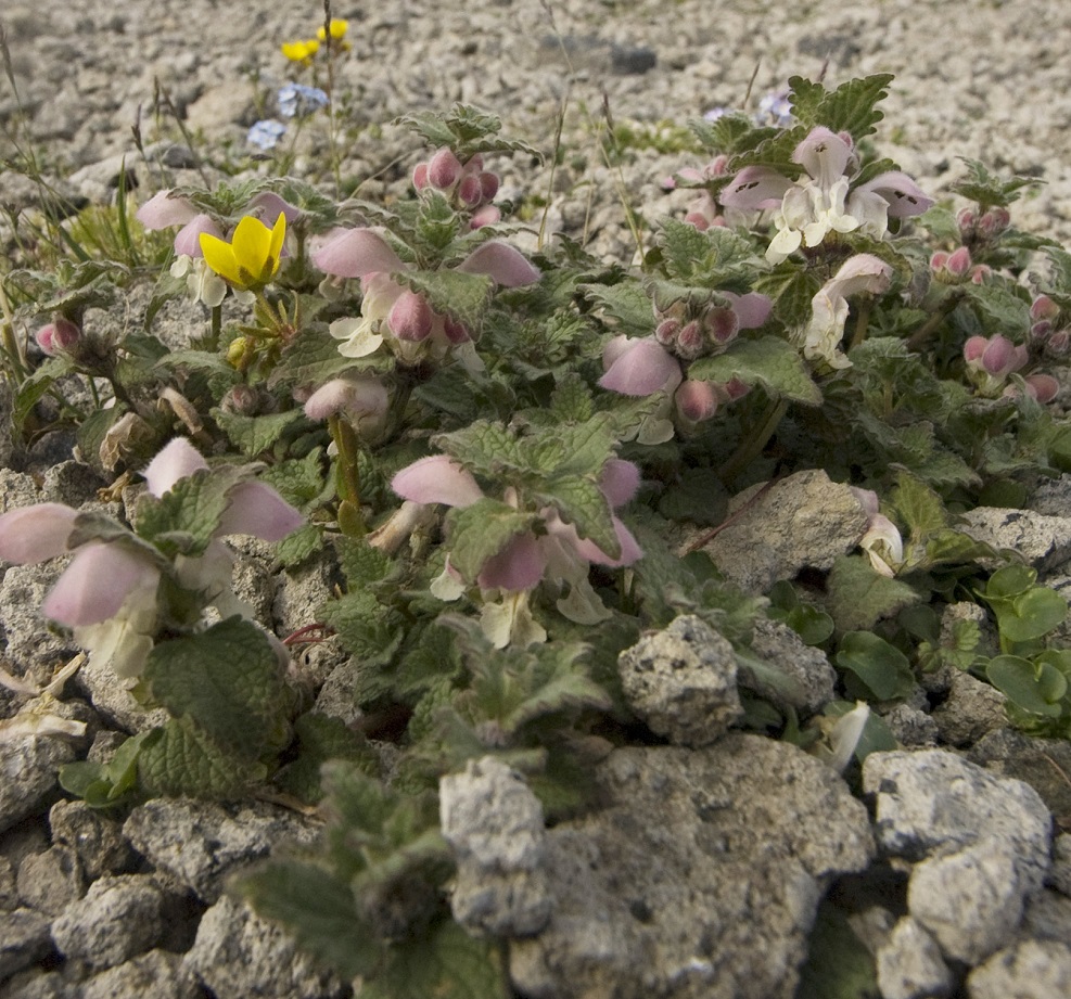 Image of Lamium tomentosum specimen.