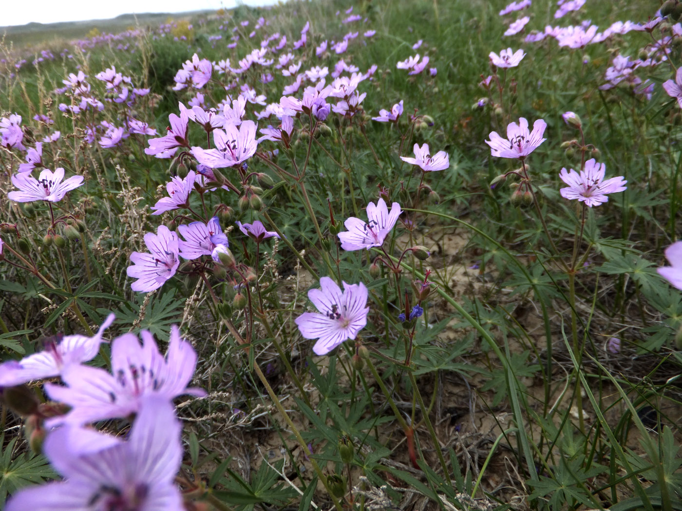 Image of Geranium transversale specimen.