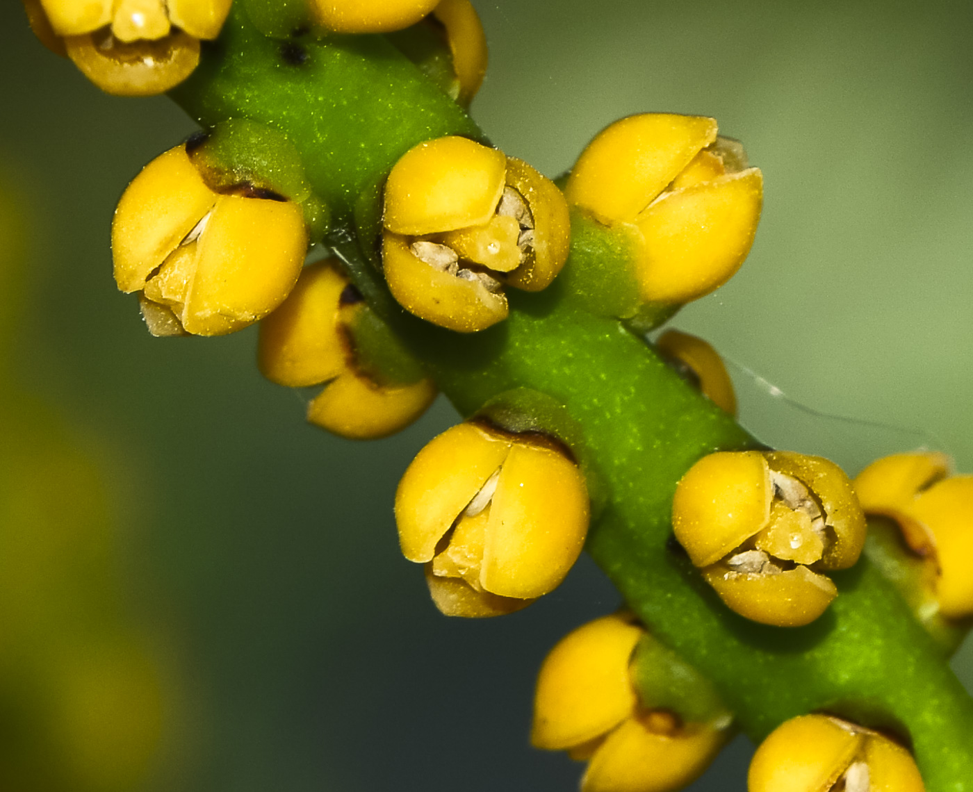 Image of genus Chamaedorea specimen.