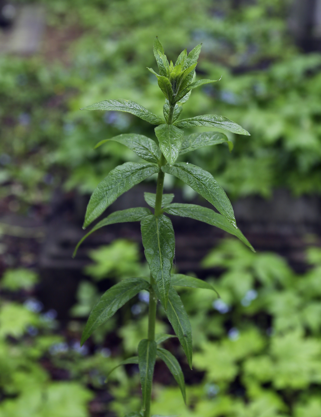 Изображение особи Lysimachia vulgaris.