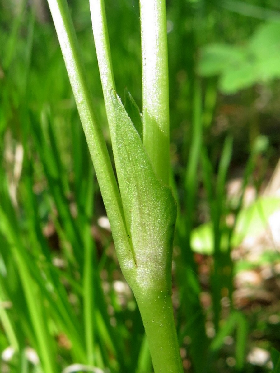 Image of Viola &times; sukaczewii specimen.