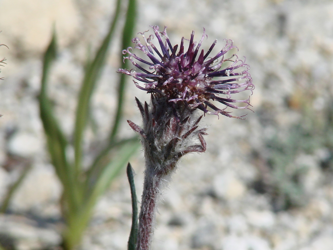 Изображение особи Saussurea schanginiana.