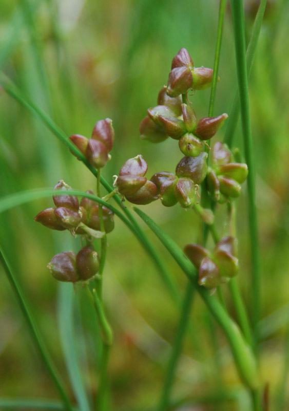 Изображение особи Scheuchzeria palustris.