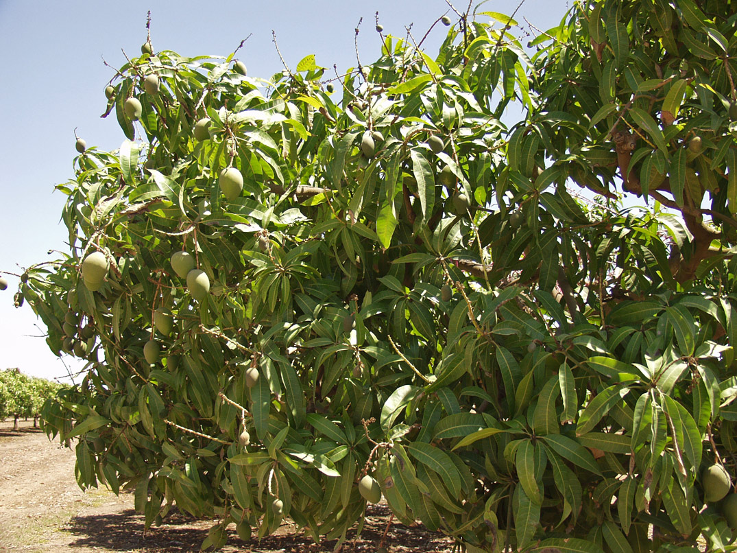 Image of Mangifera indica  specimen.