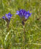 Gentiana decumbens