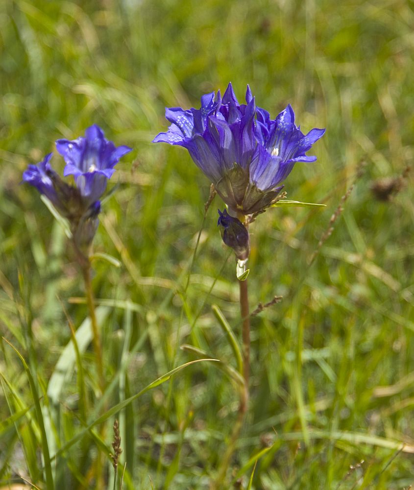 Image of Gentiana decumbens specimen.