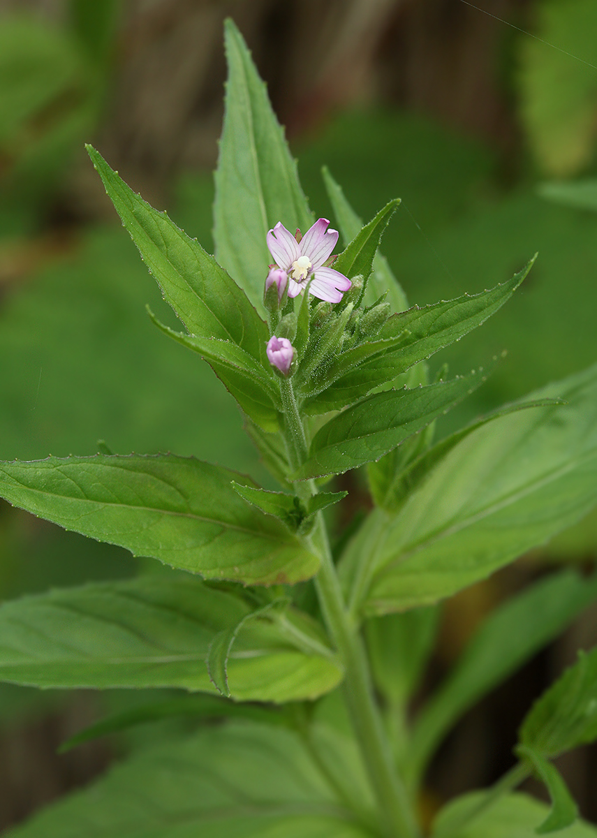 Image of Epilobium roseum specimen.