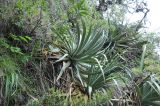 genus Puya