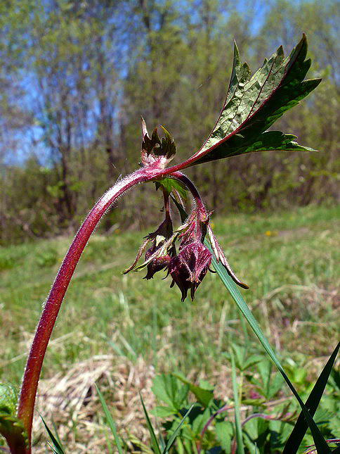 Image of Geum rivale specimen.