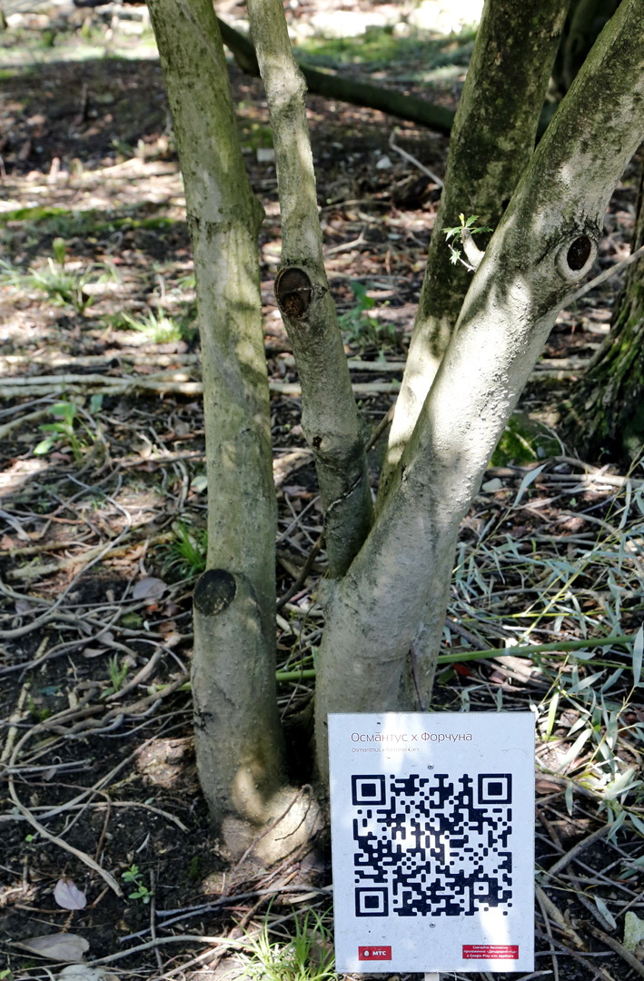 Image of Osmanthus &times; fortunei specimen.