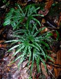 Lygodium longifolium. Вегетирующие растения. Малайзия, штат Саравак, национальный парк Бако; о-в Калимантан, влажный тропический лес. 10.05.2017.