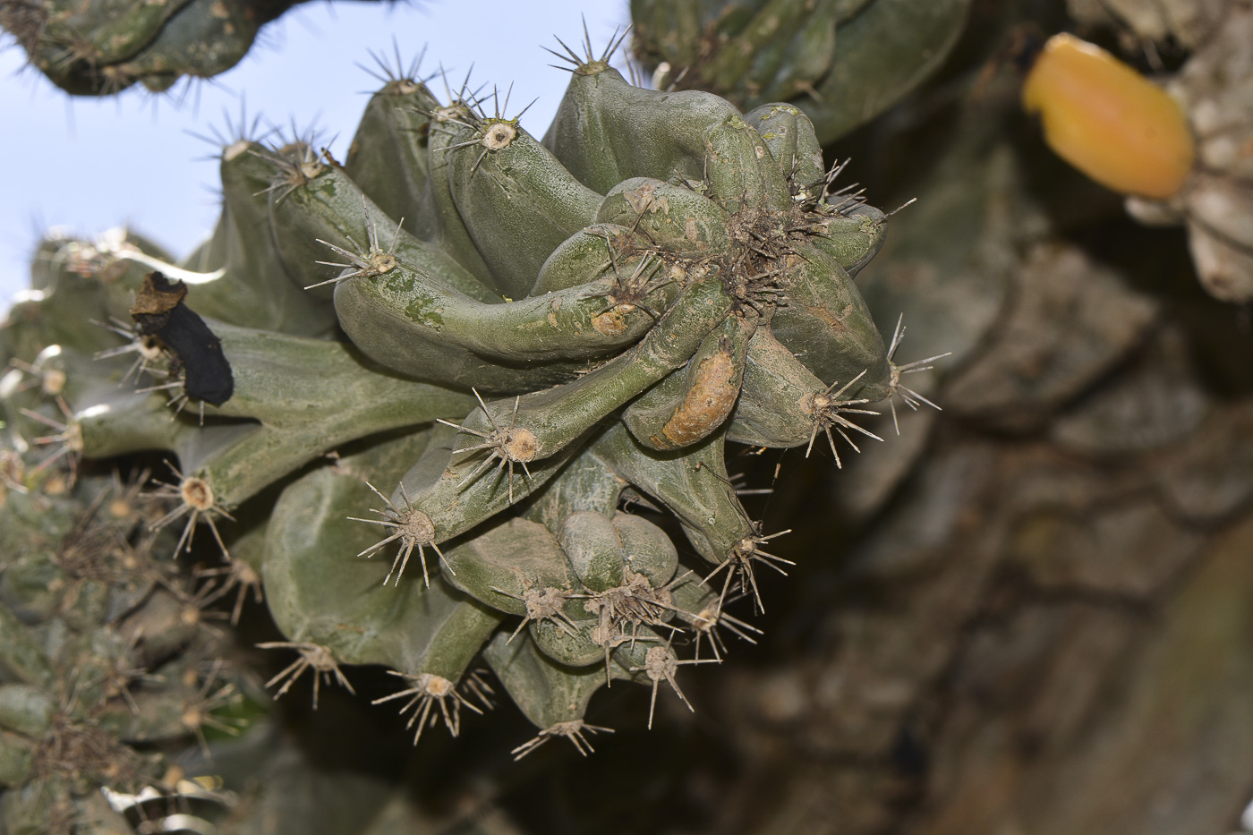 Изображение особи Cereus peruvianus var. monstrosus.