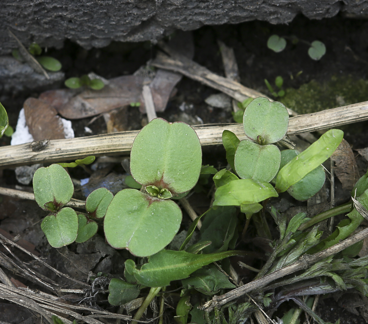 Изображение особи Impatiens glandulifera.