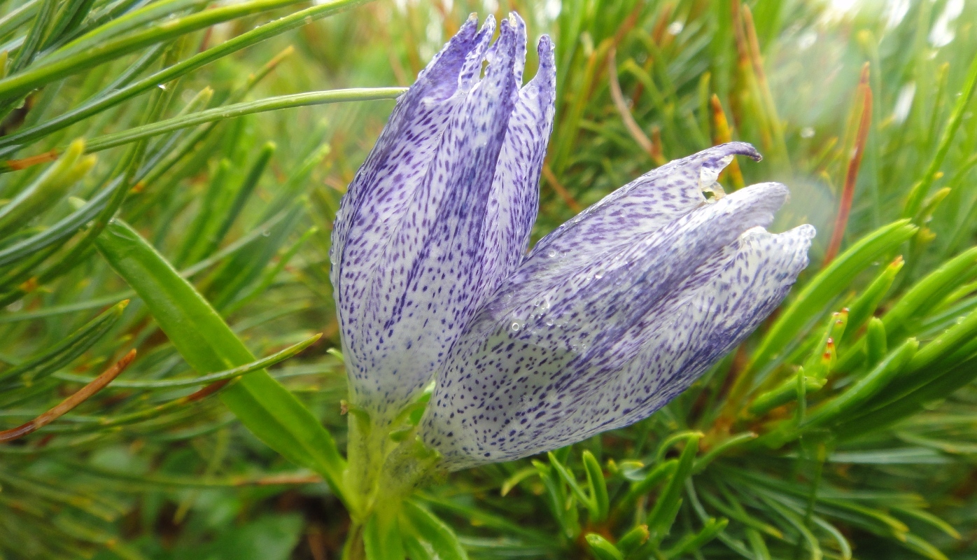 Изображение особи Gentiana vodopjanovae.