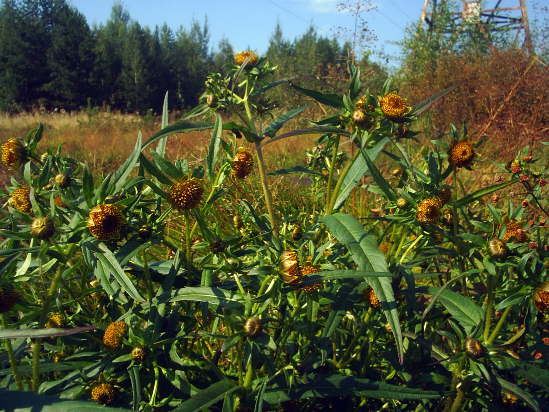 Изображение особи Bidens cernua.