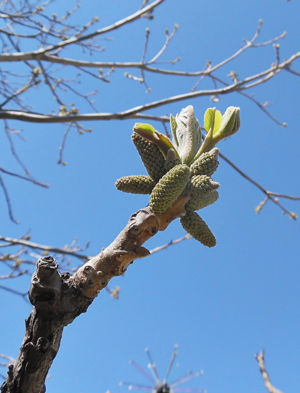 Изображение особи Juglans mandshurica.