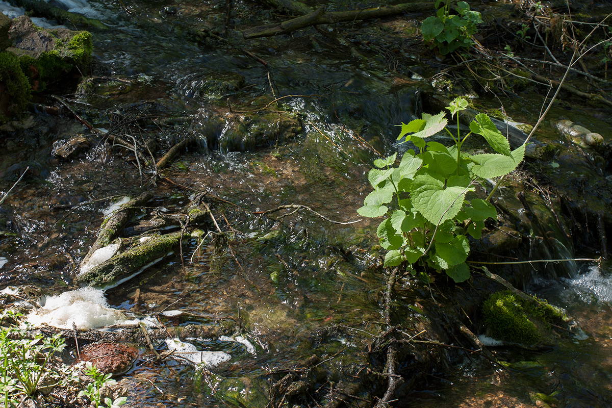 Image of Lunaria rediviva specimen.