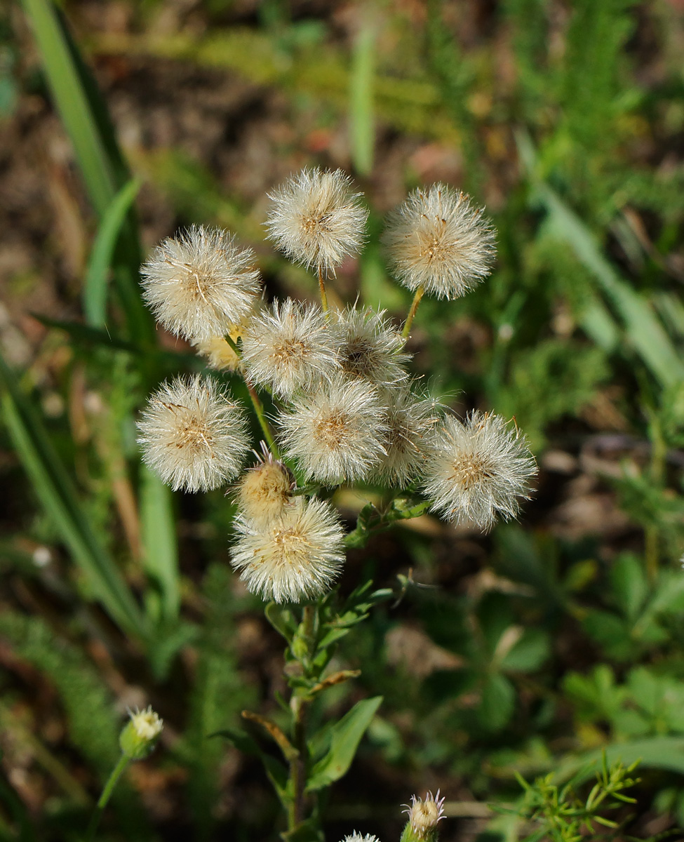 Изображение особи Erigeron acris.