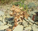 Phelipanche gussoneana variety zosimae. Плодоносящие растения (паразитируют на Seseli ponticum и Alyssum obtusifolium). Краснодарский край, м/о город-курорт Анапа, окр. с. Большой Утриш, каменистая осыпь в можжевеловом лесу. 2 июня 2018 г.