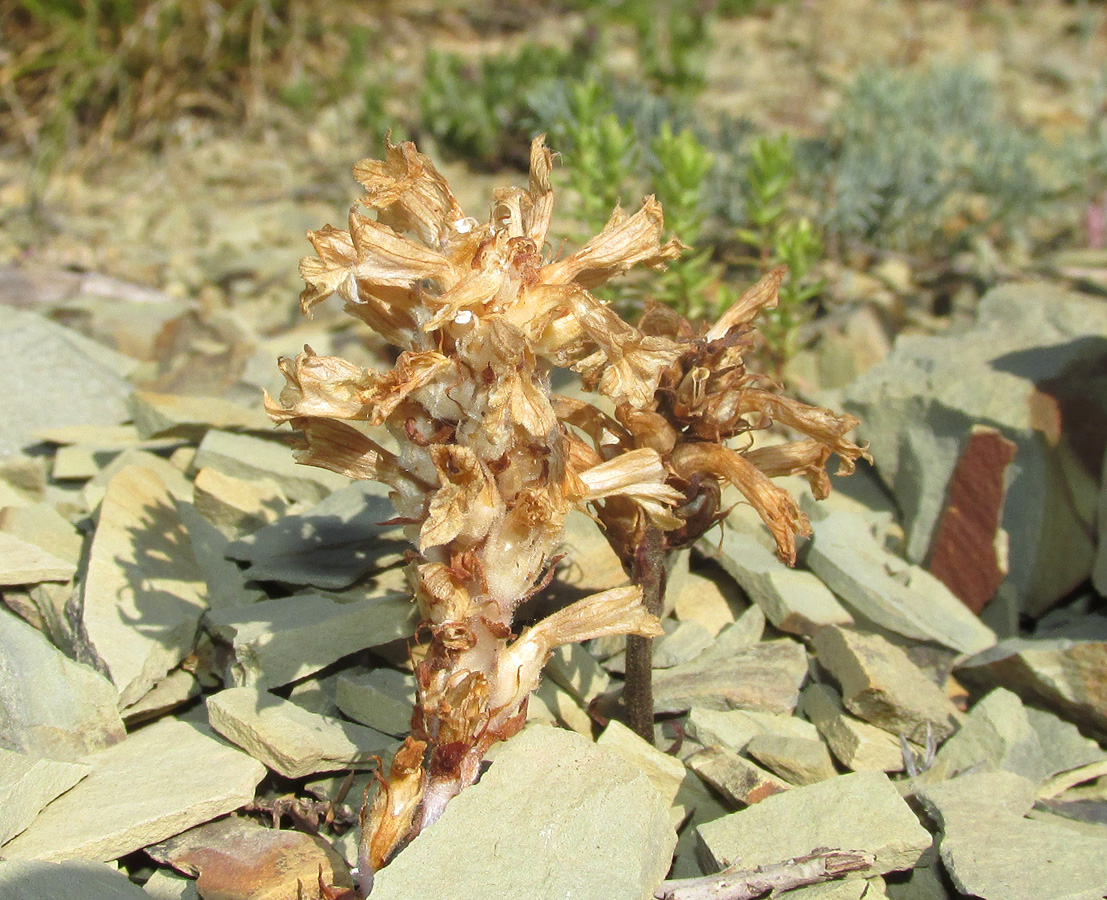 Изображение особи Phelipanche gussoneana var. zosimae.