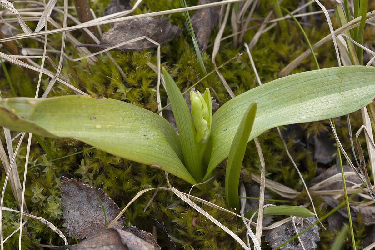 Image of Ophrys insectifera specimen.