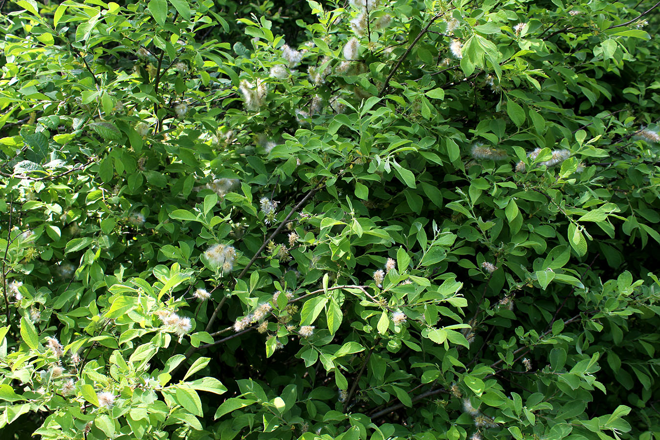 Image of Salix aurita specimen.