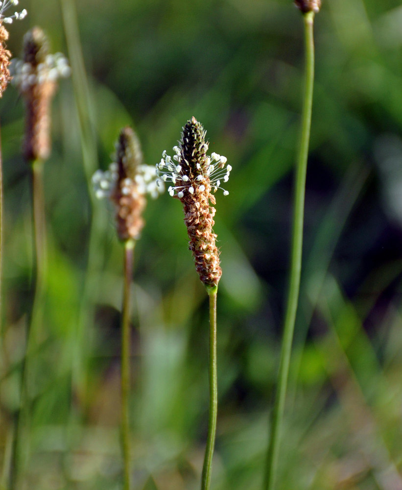 Image of Plantago lanceolata specimen.