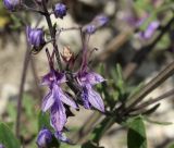 Teucrium orientale. Отцветающие цветки в нижней части соцветия. Дагестан, окр. Цудахарской базы Горного ботанического сада, на известняковом склоне. 23.06.2018.