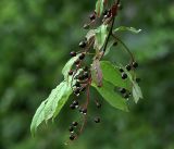 Image of taxon representative. Author is Виталий Гуменюк