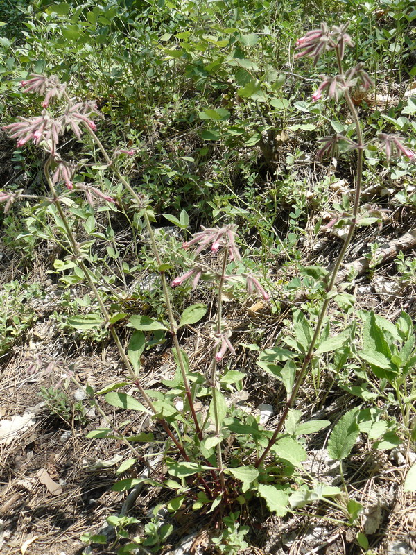 Image of Saponaria glutinosa specimen.