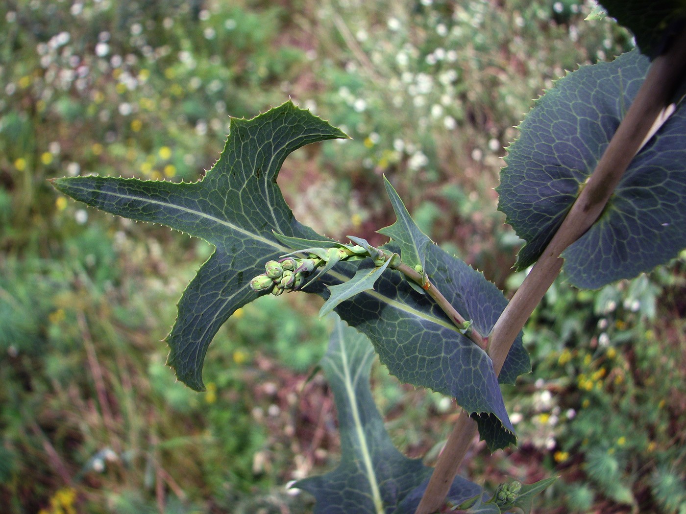 Image of Lactuca serriola specimen.