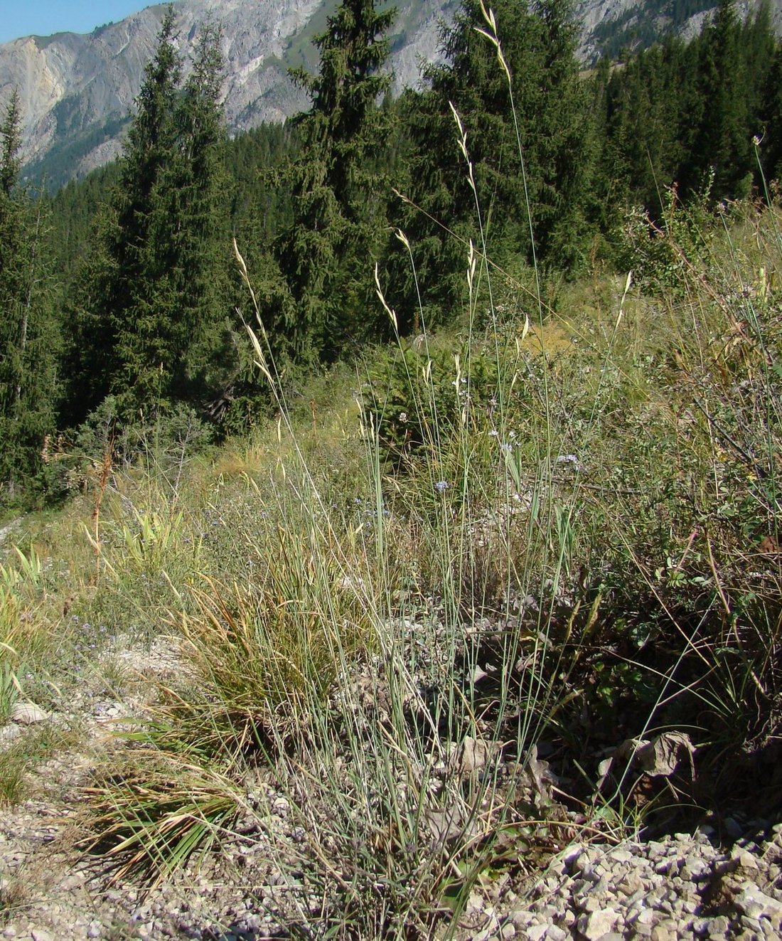 Image of Festuca tzveleviana specimen.