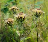 Carlina vulgaris