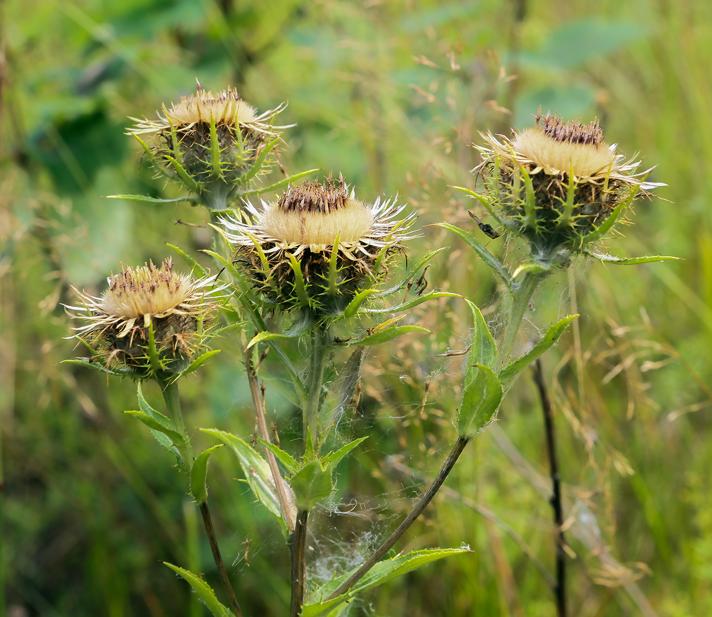 Image of Carlina vulgaris specimen.