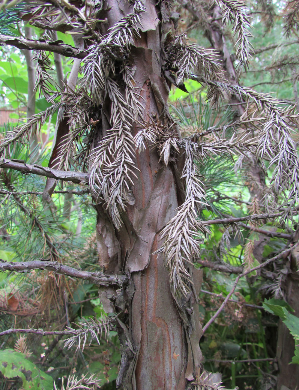 Image of Juniperus squamata specimen.