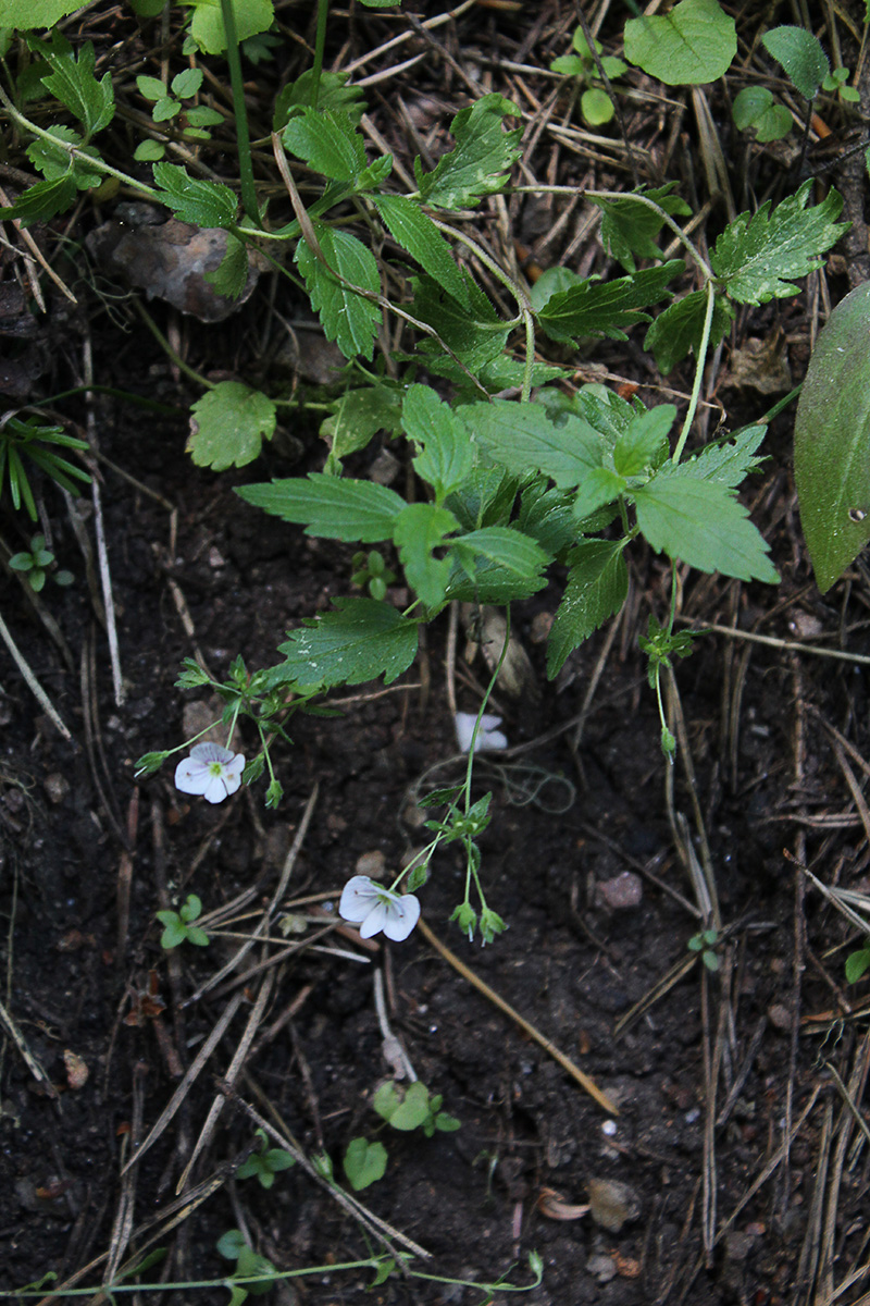 Image of Veronica peduncularis specimen.