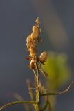 Linaria vulgaris. Верхушка плодоносящего растения. Воронежская обл., Подгоренский р-н, окр. с. Белогорье, осыпь меловой горы. 19.08.2018.