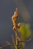 Linaria vulgaris. Верхушка плодоносящего растения. Воронежская обл., Подгоренский р-н, окр. с. Белогорье, осыпь меловой горы. 19.08.2018.