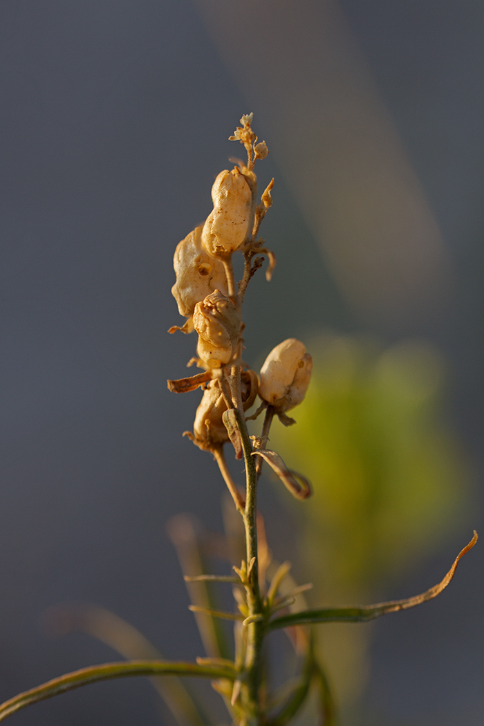 Image of Linaria vulgaris specimen.