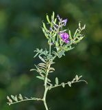 Astragalus davuricus