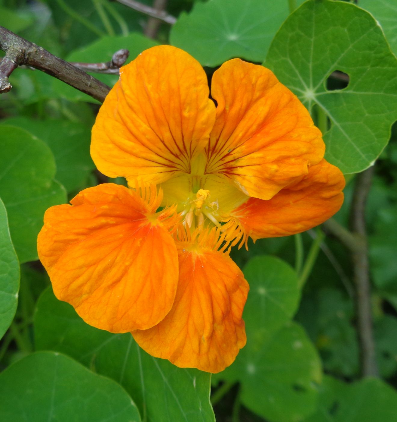 Image of Tropaeolum majus specimen.
