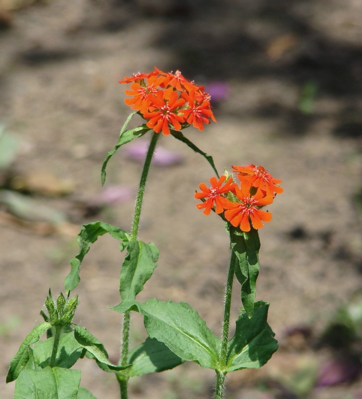 Изображение особи Lychnis chalcedonica.