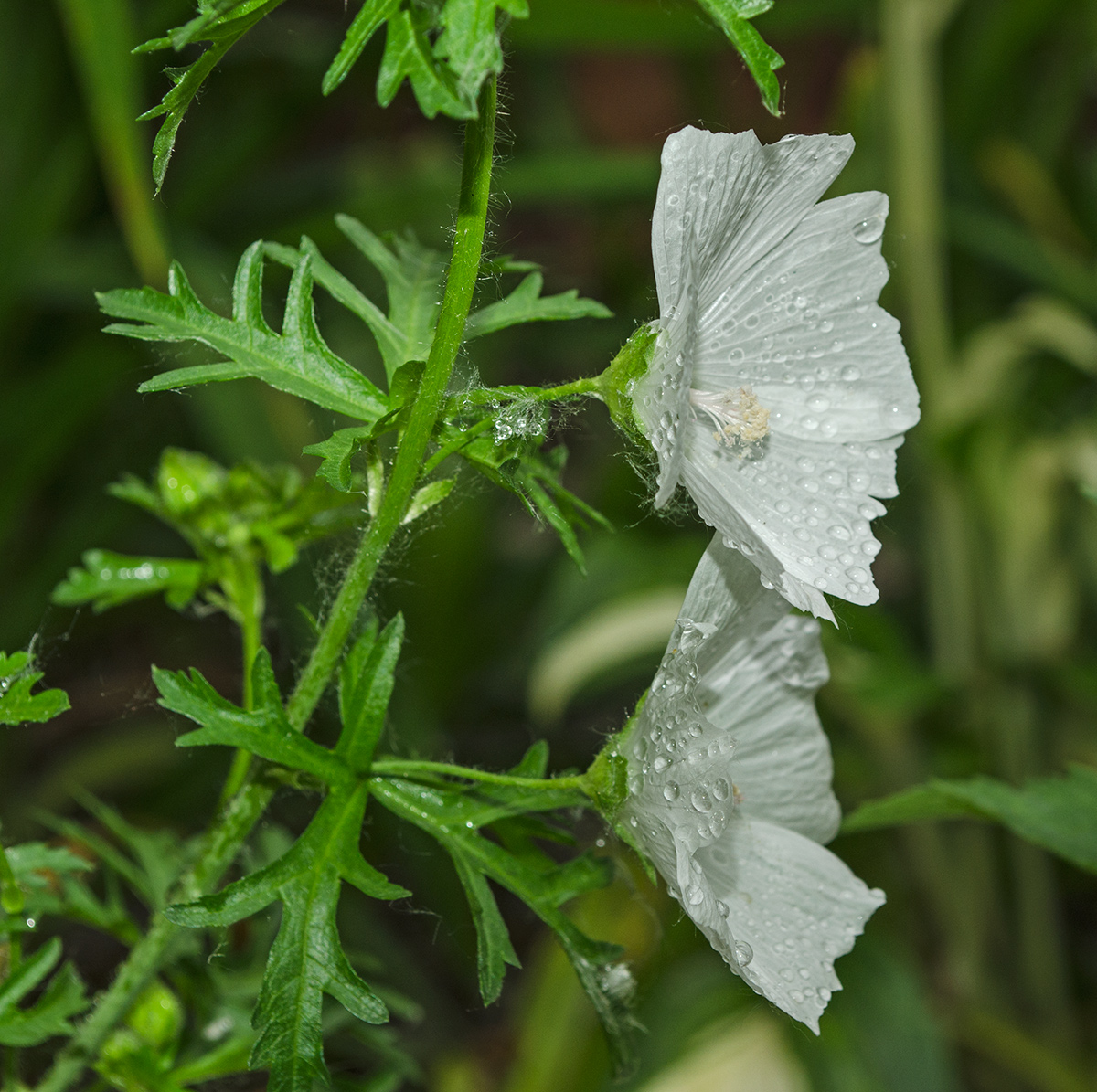 Image of Malva moschata specimen.