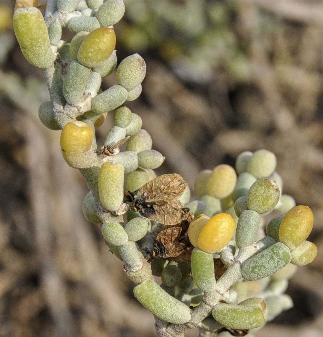 Изображение особи Tetraena alba.