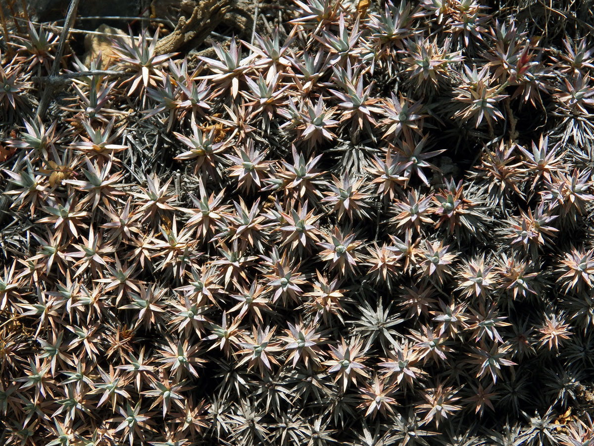 Image of Acantholimon tataricum specimen.