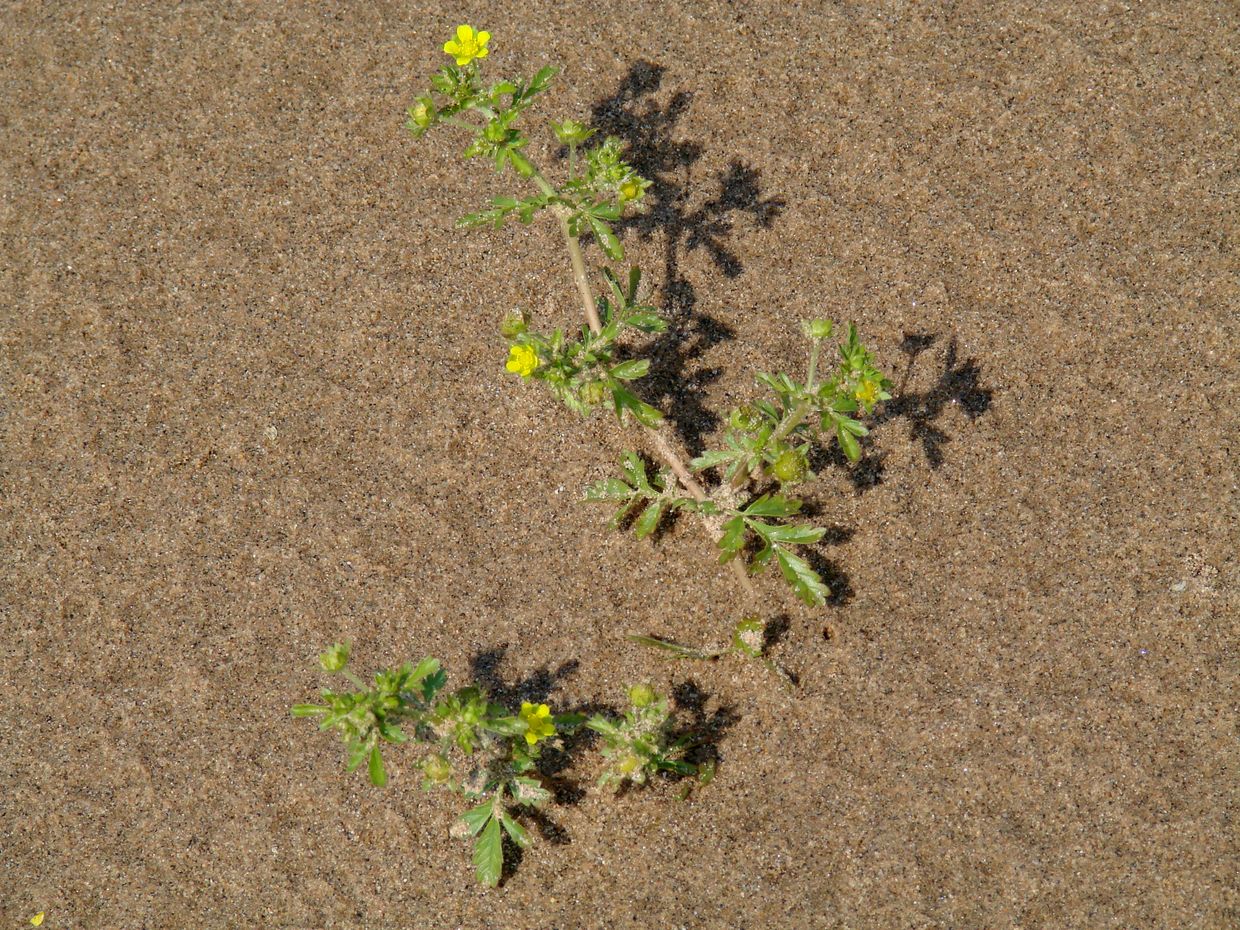 Image of Potentilla supina ssp. paradoxa specimen.