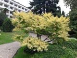 Rhus typhina f. laciniata