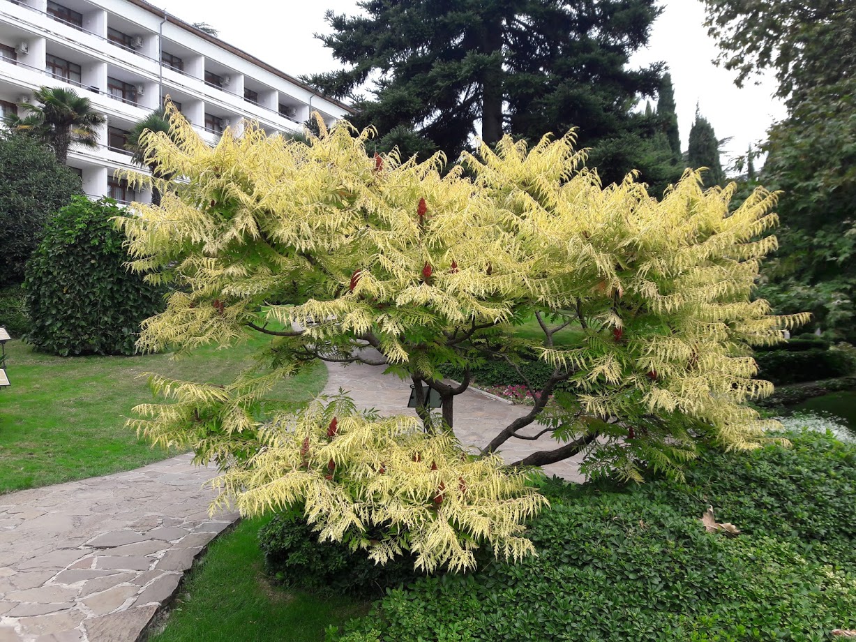 Изображение особи Rhus typhina f. laciniata.