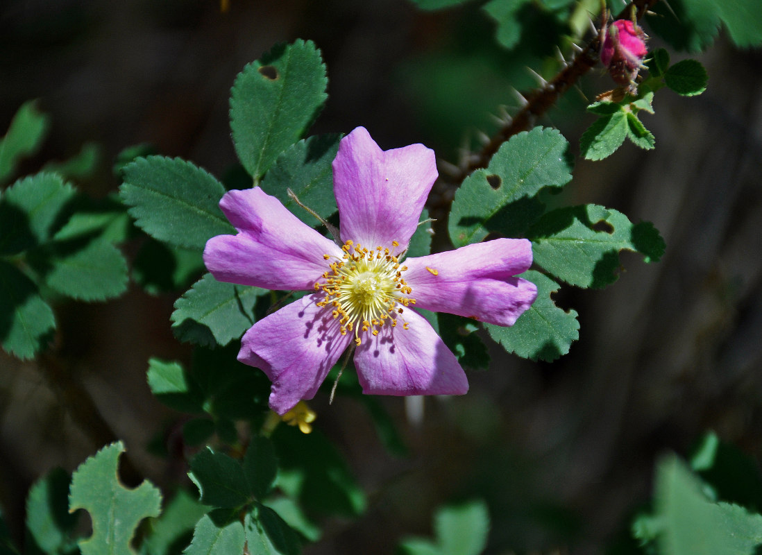 Изображение особи Rosa acicularis.